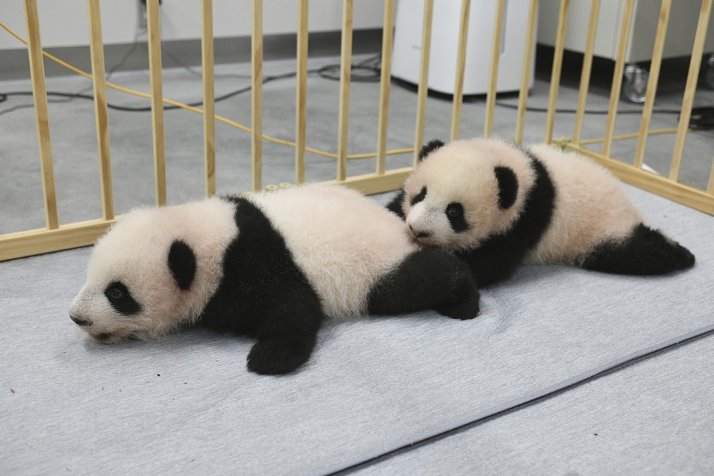 Filhotes gêmeos de panda nascidos no Japão ganham nomes | G1