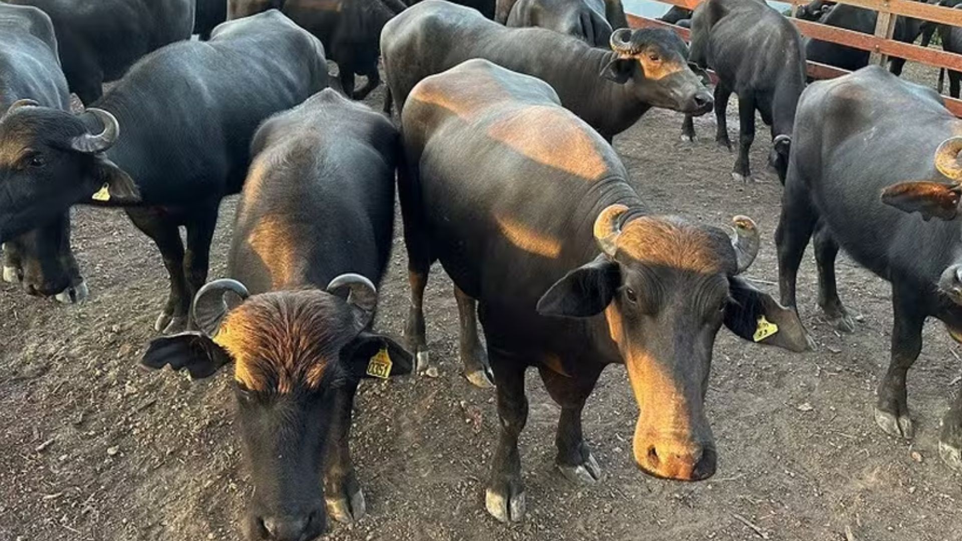 Inscrições para exposição de animais na Expofeira do Amapá encerram nesta quinta (30)