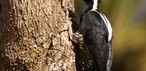 Kızıl Tepeli Ağaçkakan (Campephilus melanoleucos)