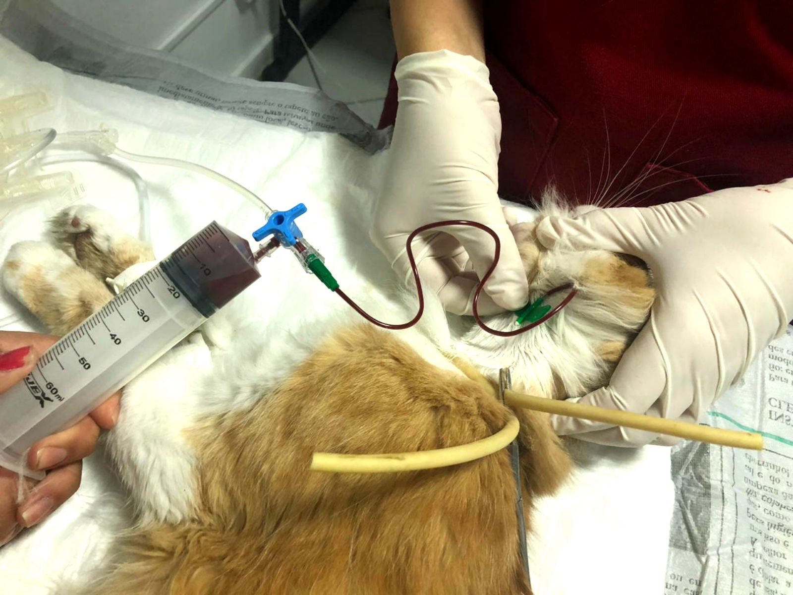 Doação de sangue animal: Hemocev tem estoque baixo em AL