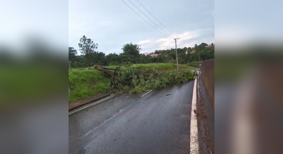 Árvore caiu e interditou trecho de rua em Porto Feliz (SP) após temporal — Foto: Reprodução