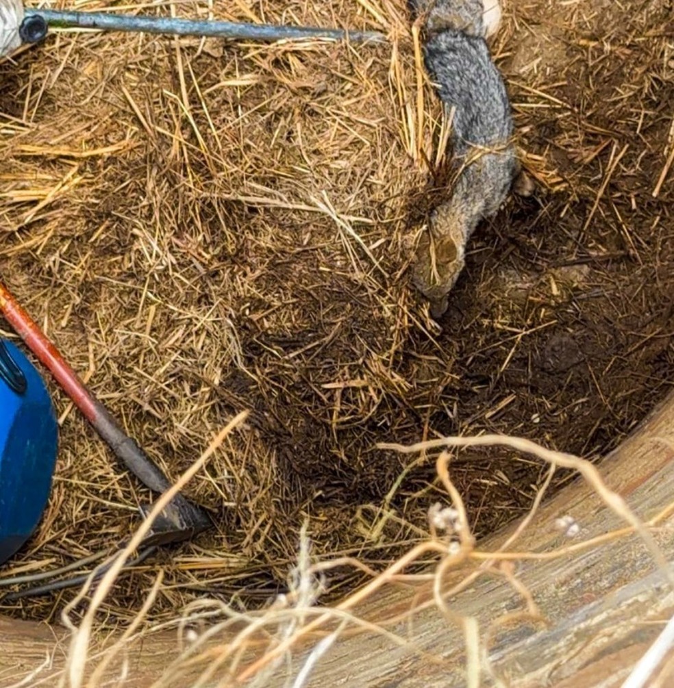 Raposa passou 4 dias presa em poço — Foto: CBMRN/Divulgação