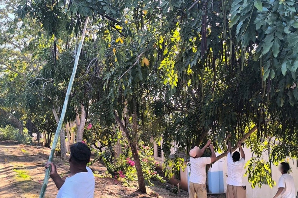 Polícia Ambiental devolve à natureza ao menos 5 milhões de sementes colhidas por presos no oeste paulista — Foto: Reprodução/SAP