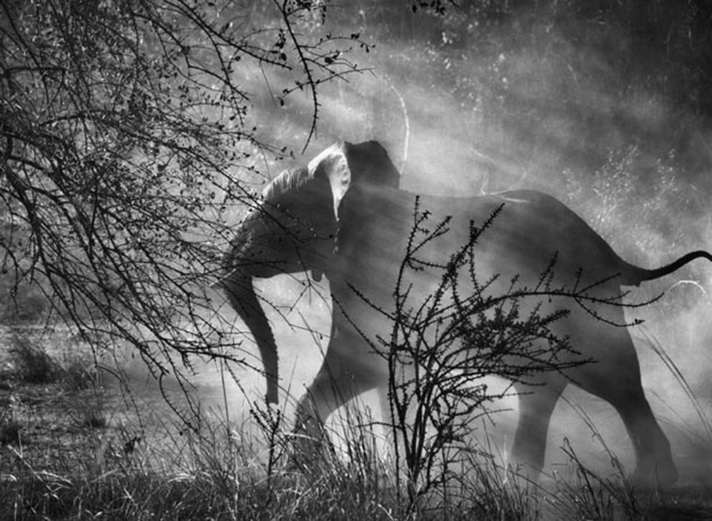 Perseguidos por caçadores furtivos na Zâmbia, os elefantes (Loxodonta africana) têm medo dos homens e dos veículos, e entram rapidamente no mato, assustados, no Parque Nacional de Kafue, Zâmbia. 2010 — Foto: Sebastião Salgado/Divulgação