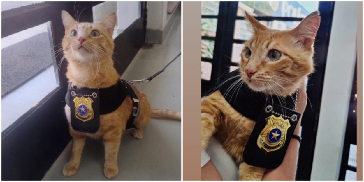 VÍDEO: com uniforme e crachá, 'delegato' transforma delegacia da mulher em ambiente acolhedor em SP