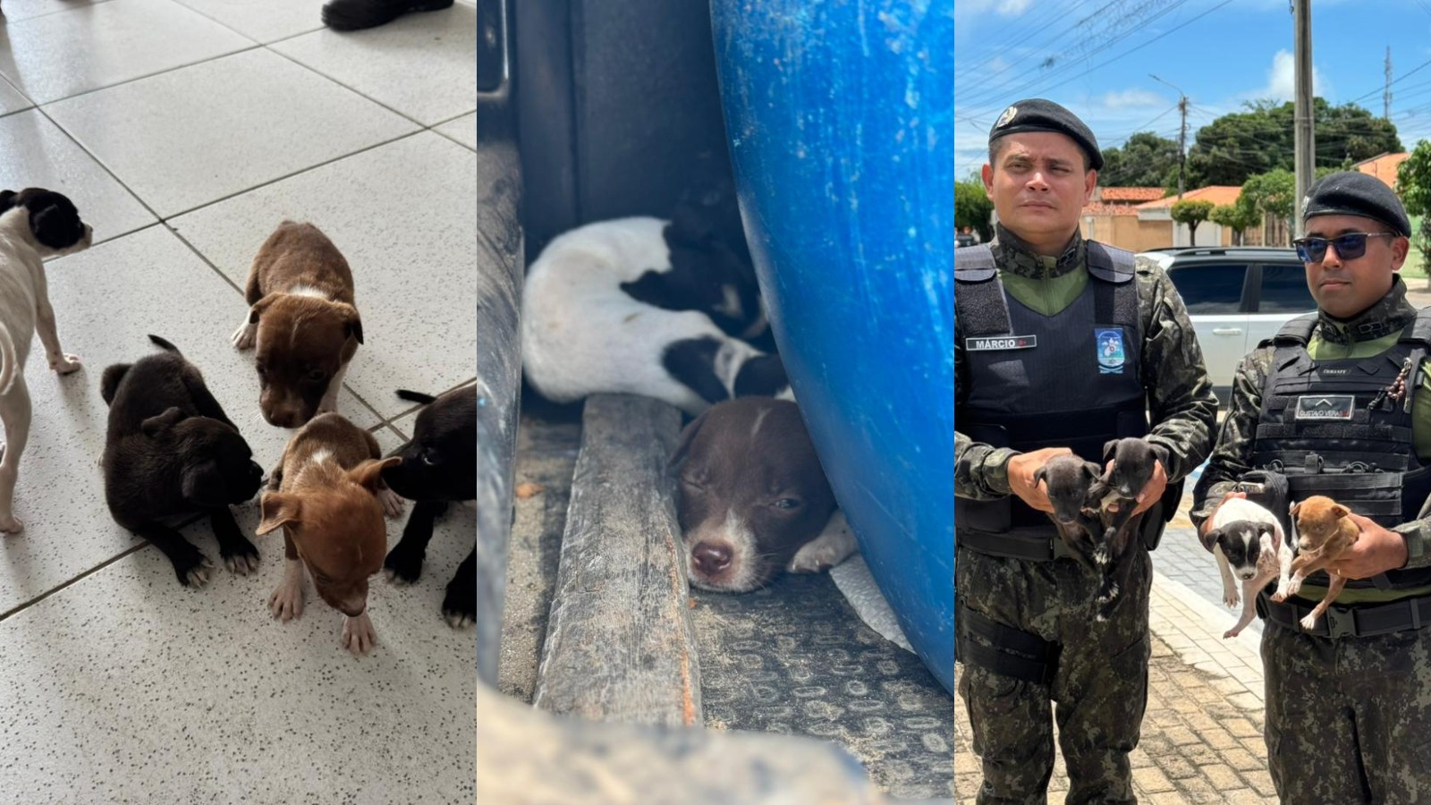 Cinco filhotes abandonados em casa são resgatados após denúncia no litoral do Piauí