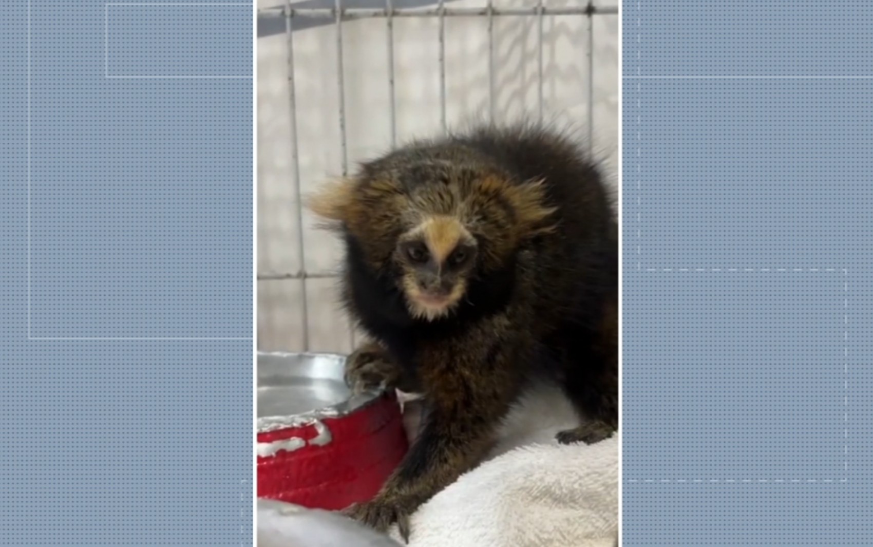 Sagui ameaçada de extinção é tratada e recebe alta seis meses após atropelamento em MG