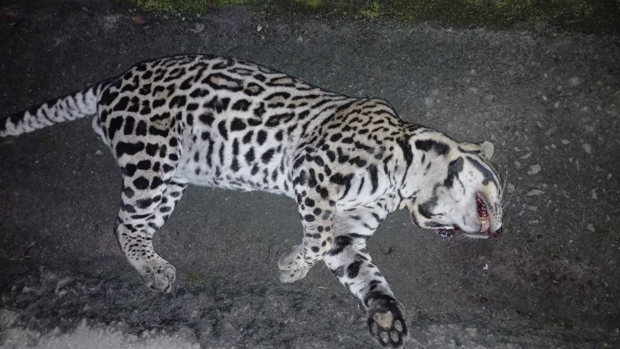 Jaguatirica morre atropelada na Rodovia Mogi-Bertioga