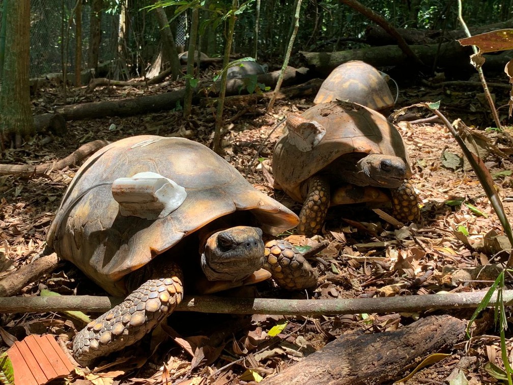 Jabutis são soltos no Parque Nacional da Tijuca, Rio | G1