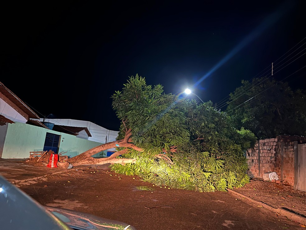 Chuva forte derruba árvore em Araguatins  Foto: Letícia Queiroz/Arquivo Pessoal