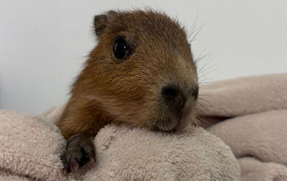 Capivara recém-nascida é resgatada e internada em Itu (SP) — Foto: Arquivo Pessoal
