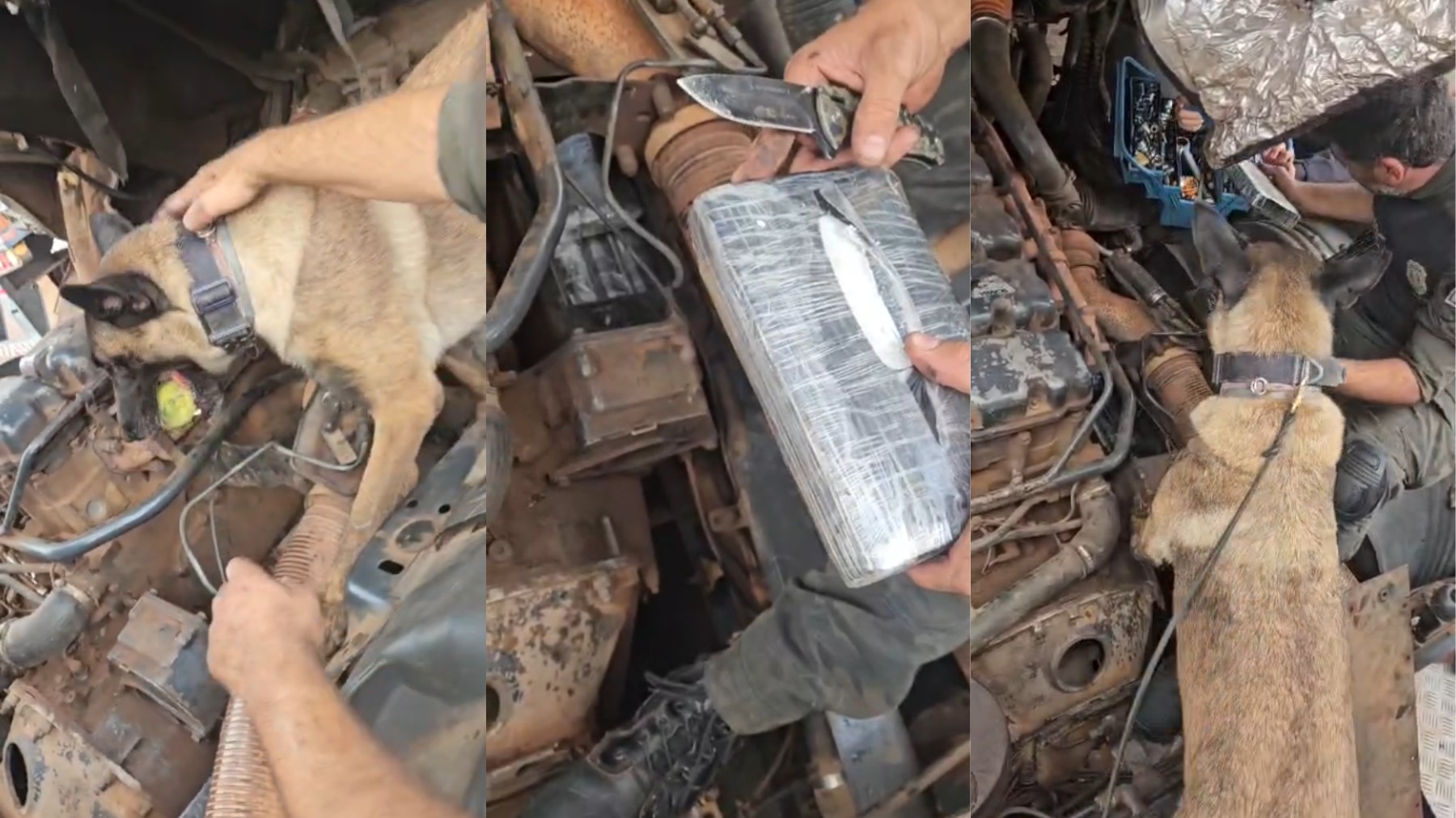 VÍDEO: após revista sem sucesso de policiais, cadela ‘Supergirl’ encontra carga milionária de cocaína em dois minutos no PR