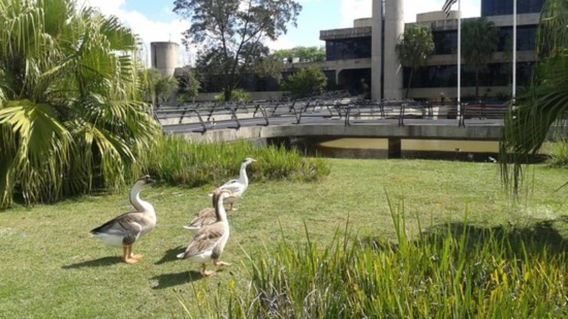 Prefeitura de Sorocaba retira aves de lago do Paço Municipal após morte de 7 patos