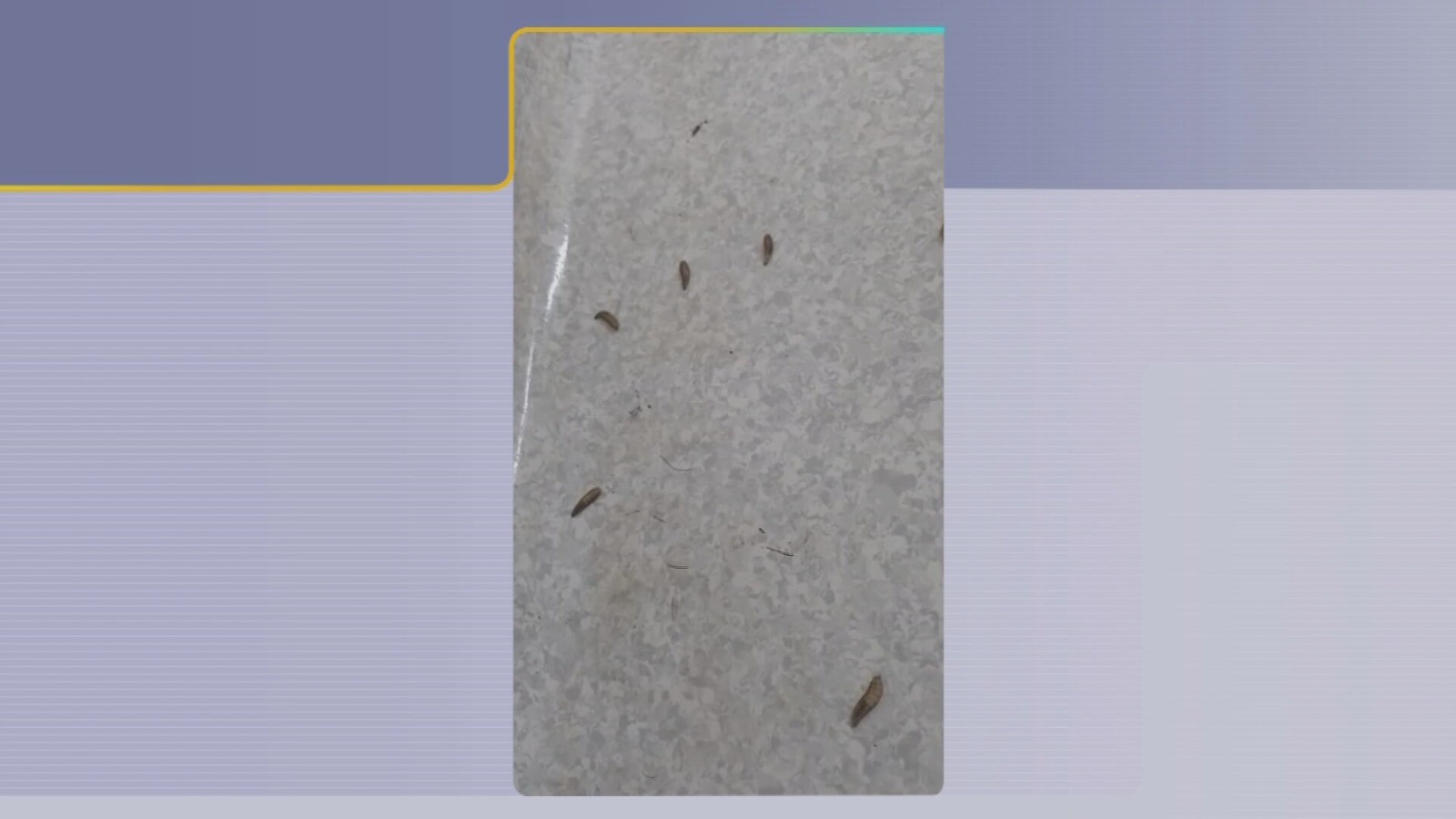 Larvas aparecem em ala do Conjunto Hospitalar de Sorocaba e setor é fechado para limpeza