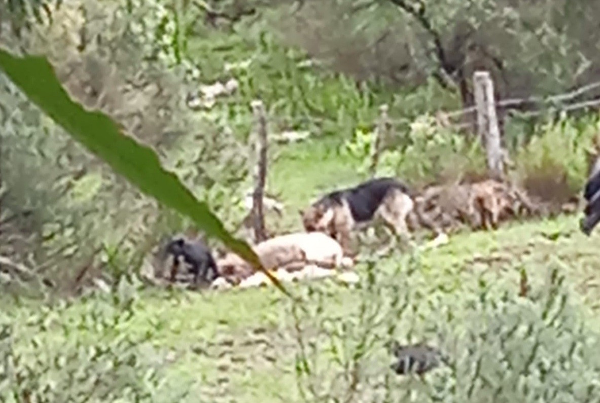 Onda de extermínio de ovelhas por cães preocupa produtores rurais no RS