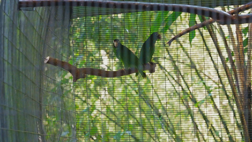 Papagaios em viveiros em Porto Rico — Foto: Reprodução/TV Globo