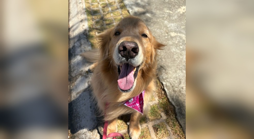 Charlotte, de Jundiaí (SP), é uma cachorra dócil, mas tem comportamentos reativos quando sente ciúmes da família — Foto: Arquivo pessoal