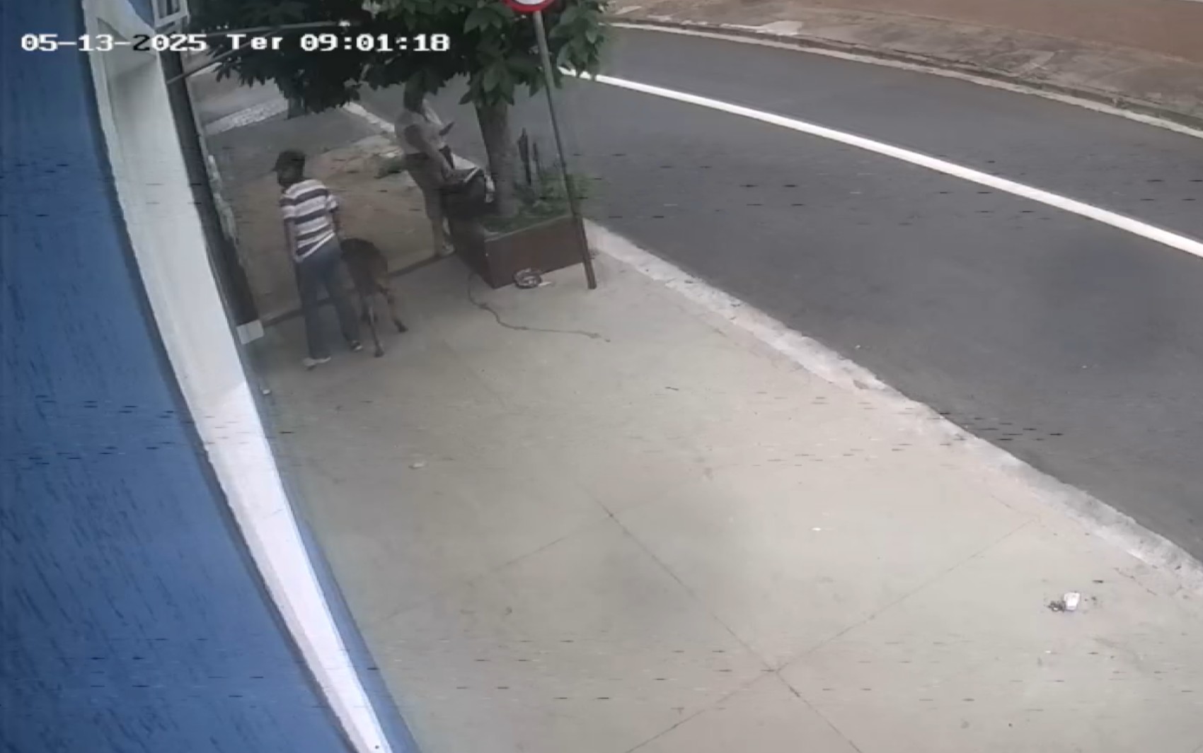 Mulher abandona cachorro ferido em ONG de Ribeirão Preto; VÍDEO