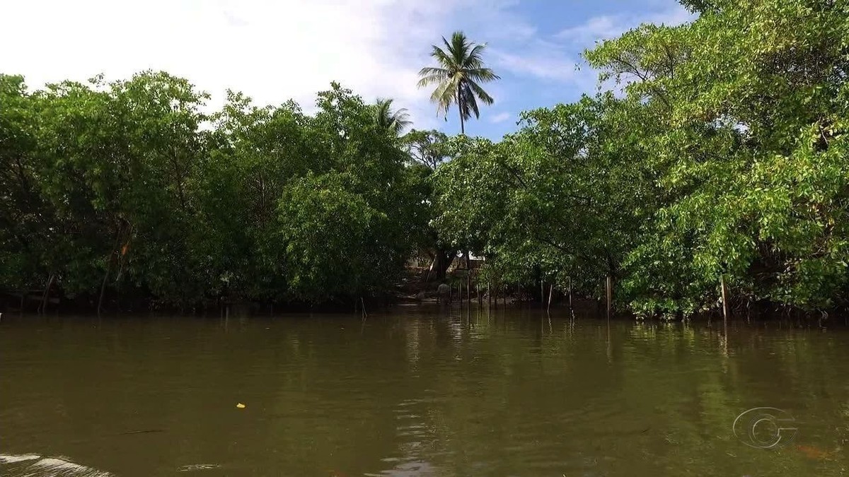 Poluição em manguezais prejudica fauna e flora da Costa dos Corais