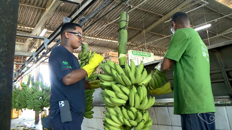 Produção de outras culturas é comprometida por falta de mão de obra para colher café no período de safra. — Foto: Reprodução/TV Gazeta