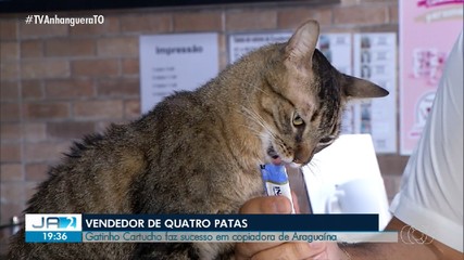 Conheça o gatinho 