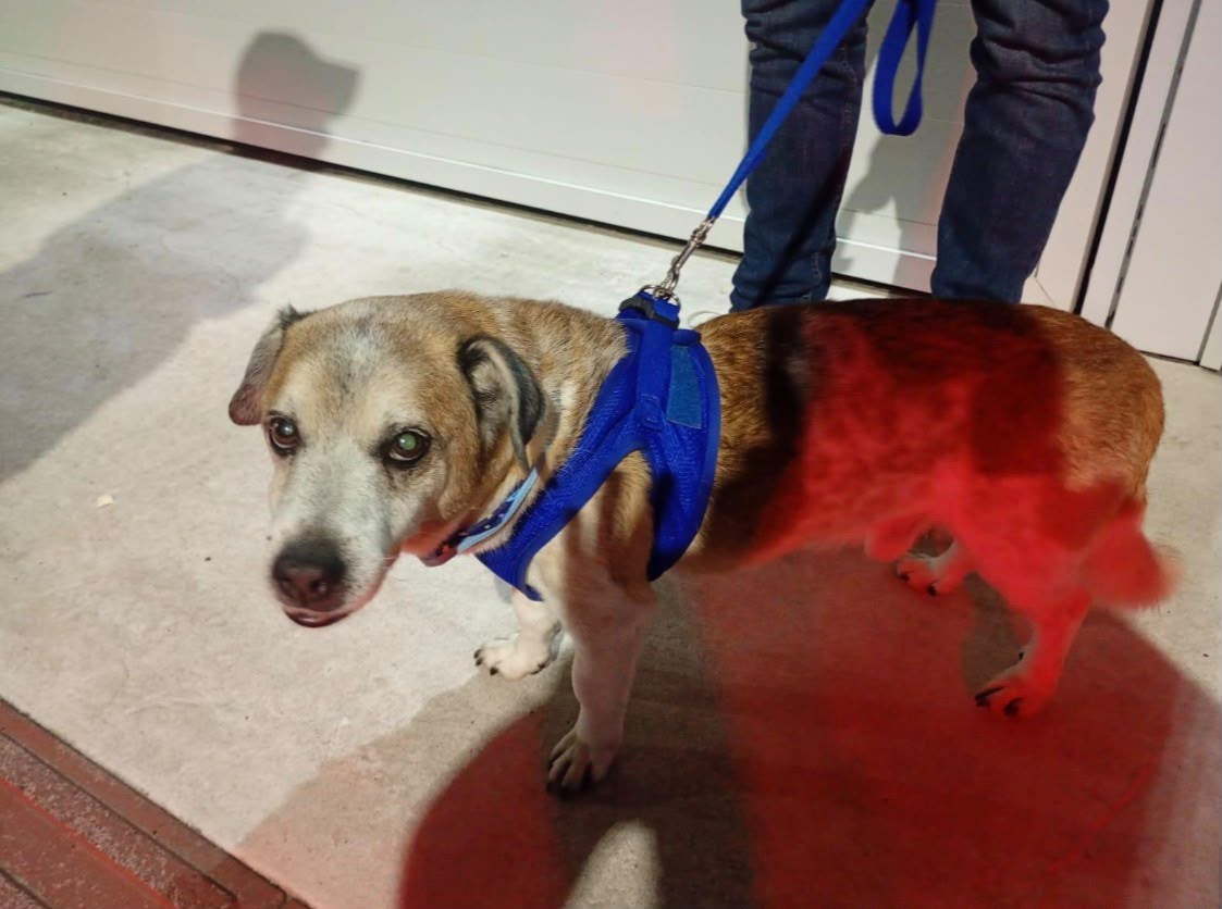 Mulher flagra tutor agredindo cão com socos e chutes, denuncia e homem é detido em Balneário Camboriú