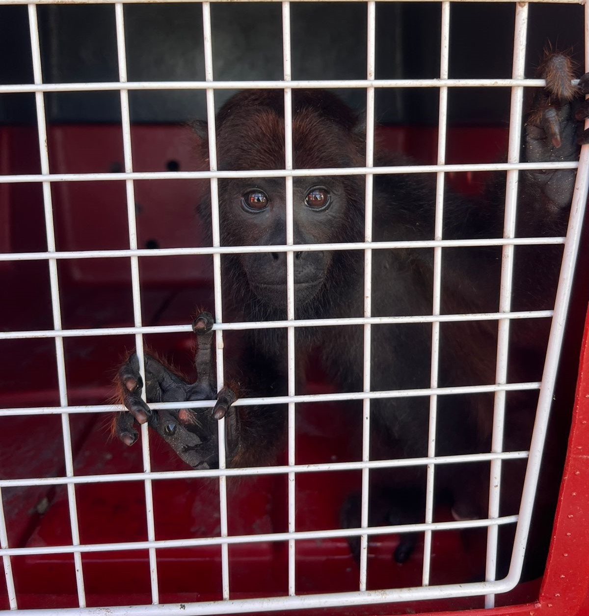 Macaco criado como animal de estimação é entregue voluntariamente aos bombeiros de Cruzeiro do Sul