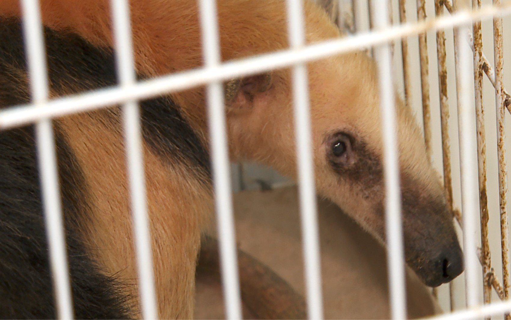 Centro de triagem em Ribeirão Preto, SP, faz mapeamento para devolver animais à natureza