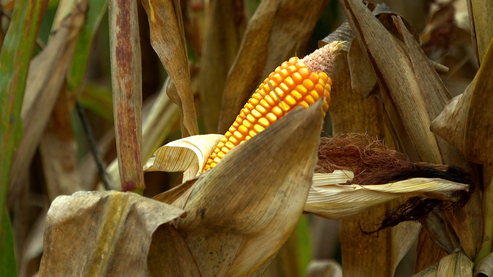 Quando a produção do combustível é mensurada apenas pela geração à base de milho, o estado produz o maior volume de etanol do país — Foto: Wilson Ribeiro/TV Centro América