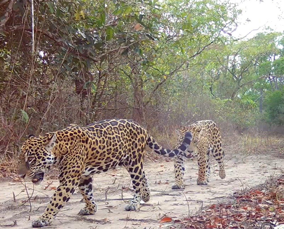 Onça-pintada, terceiro maior felino do mundo. — Foto: Sesc Pantanal