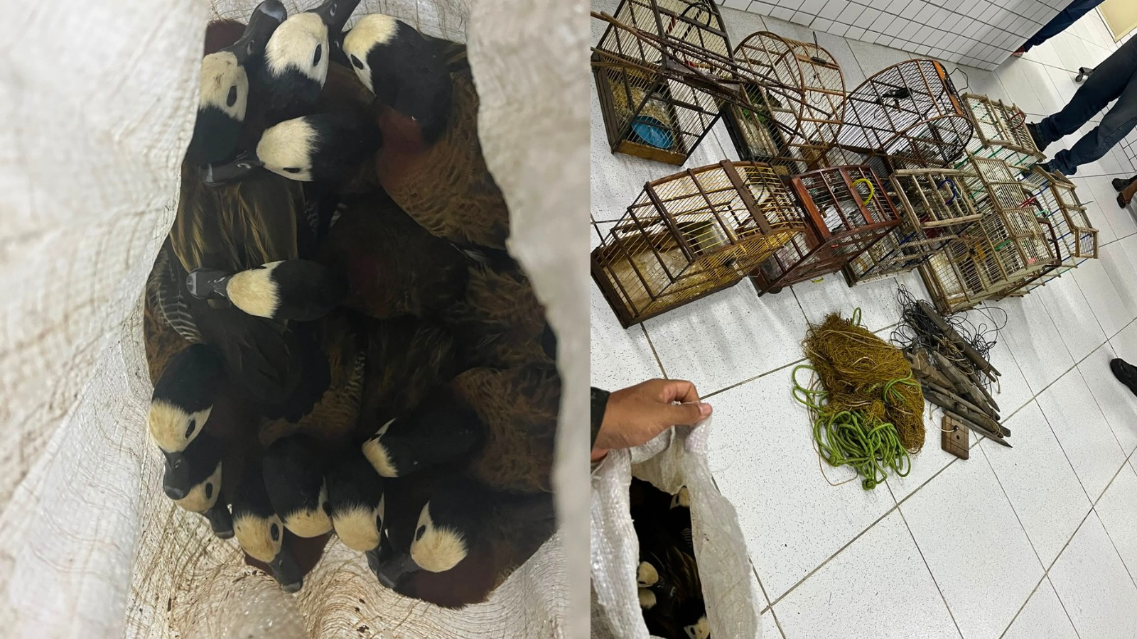40 aves são resgatadas após serem encontradas em gaiolas e dentro de um saco de estopa no Norte do Piauí