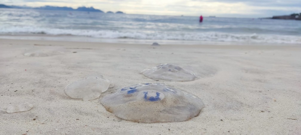 VÍDEO: milhares de águas-vivas surgem na orla da Praia do