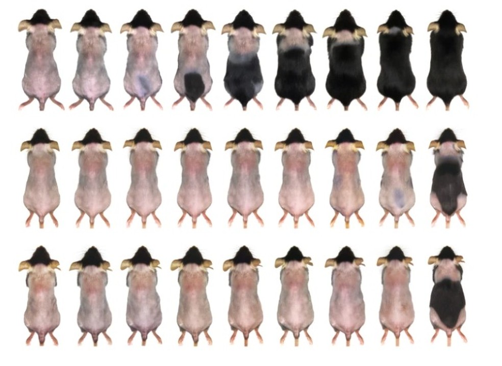 Pelos cresceram mais rápido em camundongos que não tiveram restrição na dieta — Foto: H. Chen et al ./ Cell