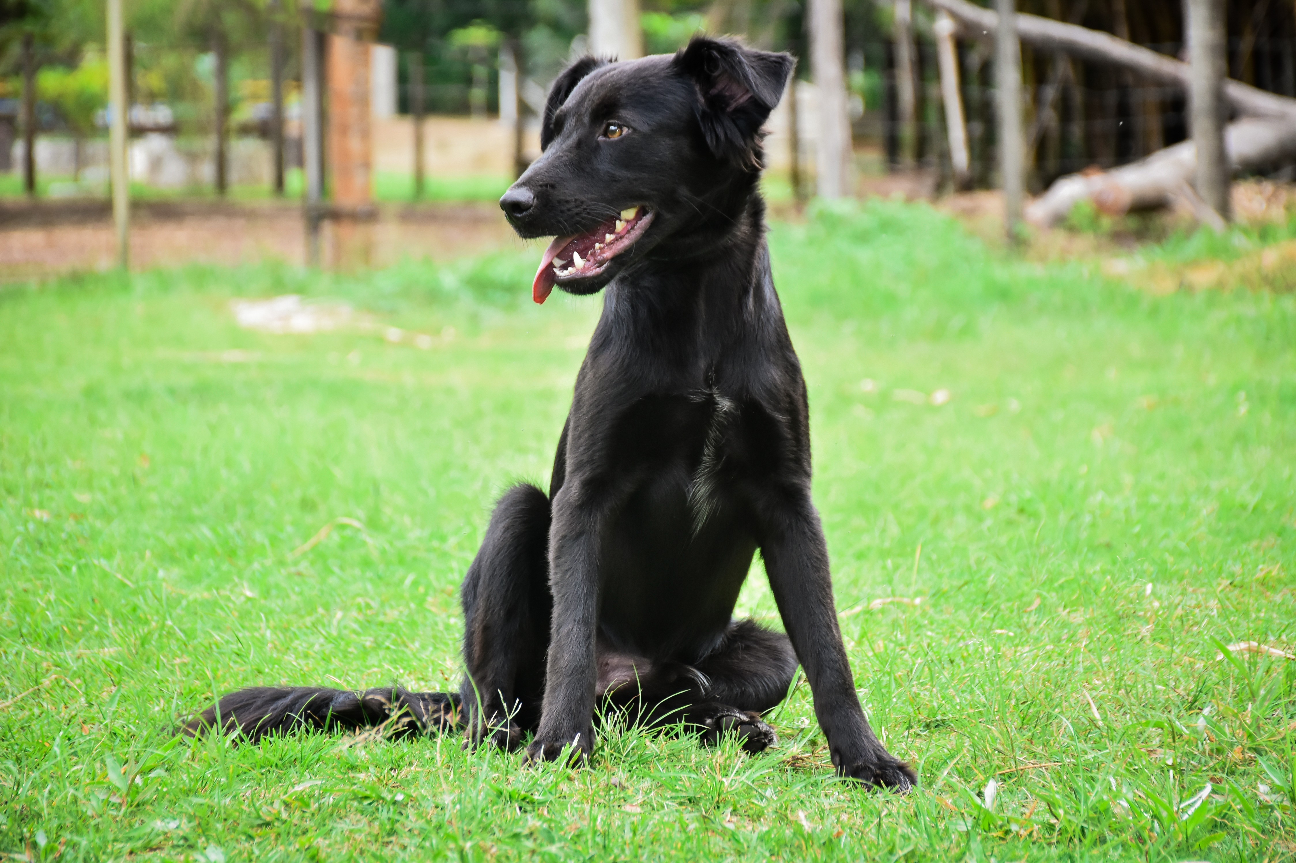 
Canil Municipal promove feira de adoção de cães e gatos no interior de SP; saiba como adotar