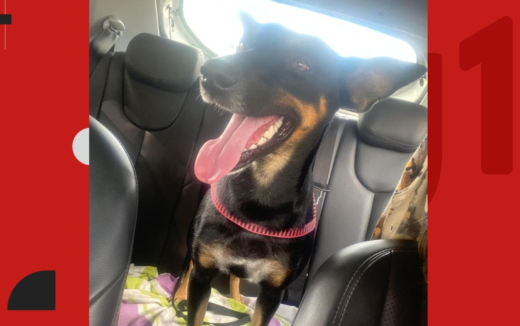 Cadela adotada por comunidade acadêmica é morta a tiros próximo de universidade federal na Bahia