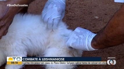 Agentes de endemias vão visitar casas de Palmas para vacinar cães contra a leishmaniose