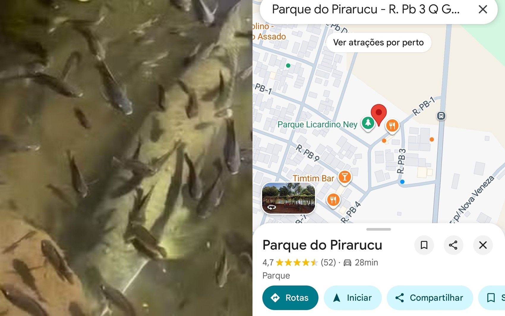 Pirarucu gigante vira atração e faz parque de Goiânia ganhar novo nome em mapas digitais
