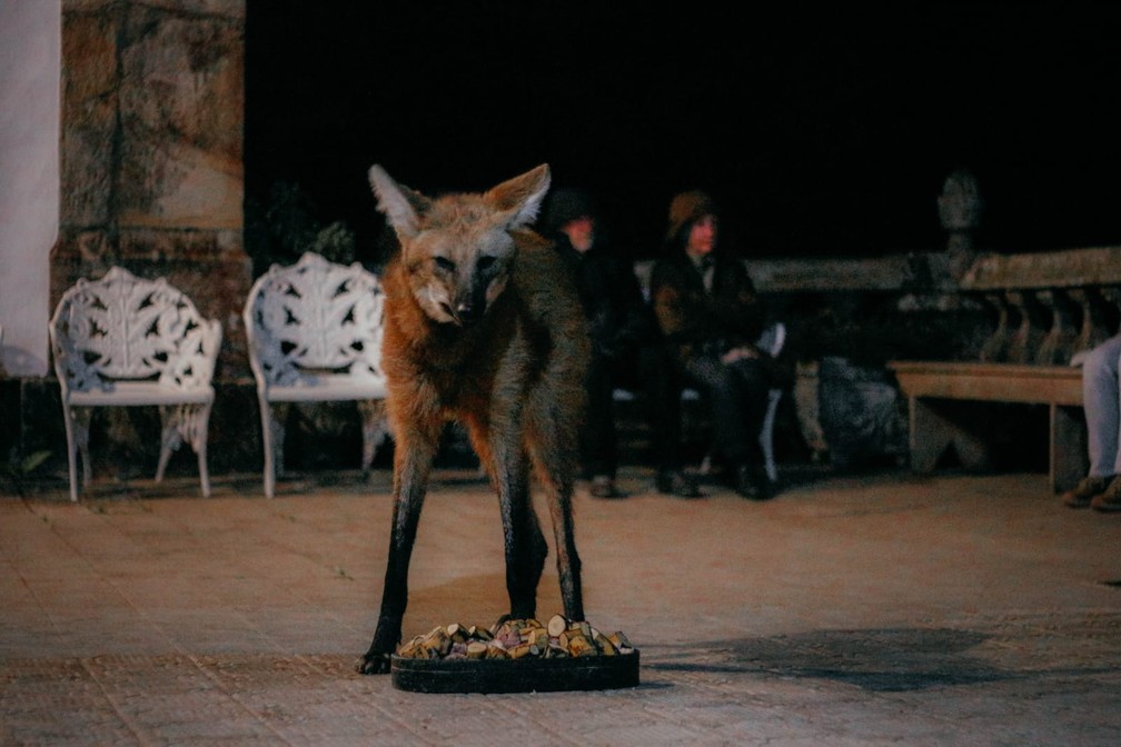 Lobo-guará se alimenta no adro da igreja do Santuário do Caraça — Foto: Giovani Rodrigues/Arquivo pessoal