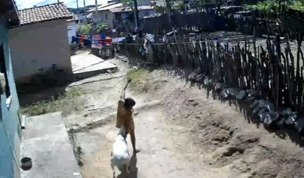 Carneiro atacou mulher com várias cabeçadas em quintal de casa na cidade de Quixeramobim, no Ceará. — Foto: Reprodução