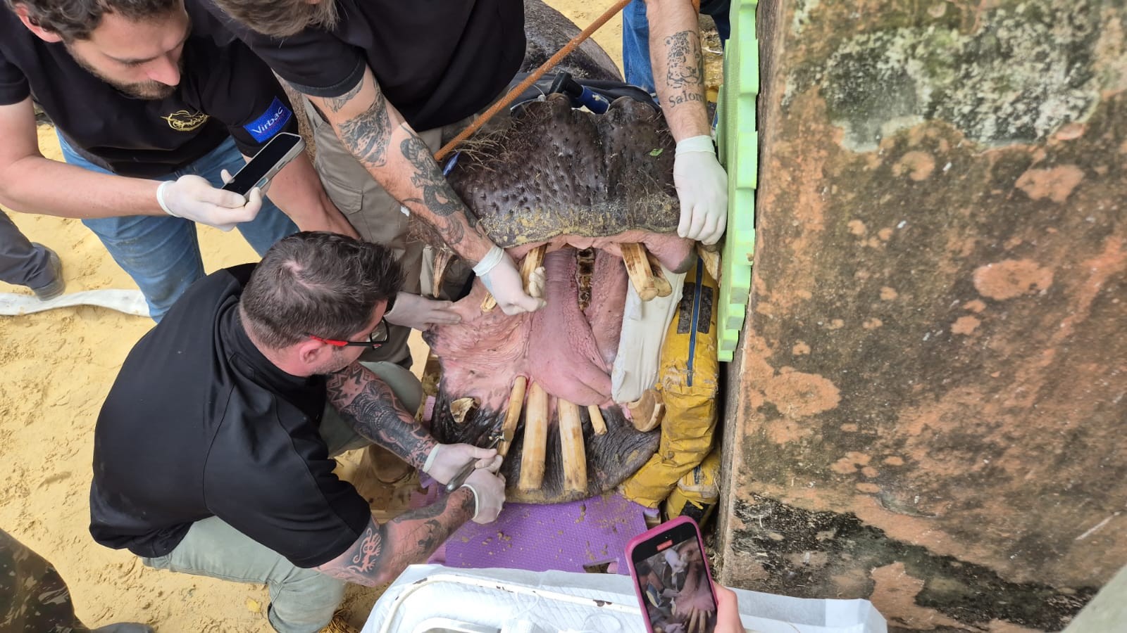 Hipopótamo de 54 anos é sedado para extração de dentes em zoológico no interior de SP