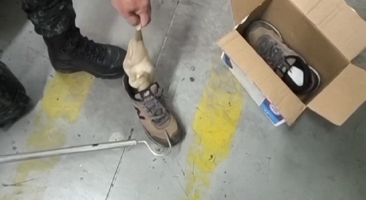 VÍDEO: serpentes exóticas são encontradas dentro de tênis em encomenda nos Correios no interior de SP