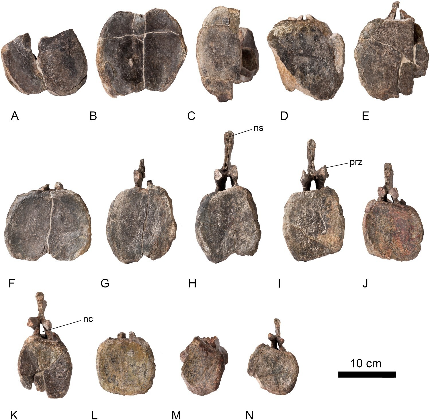 Descoberta incrível: dinossauro gigante é encontrado na Espanha