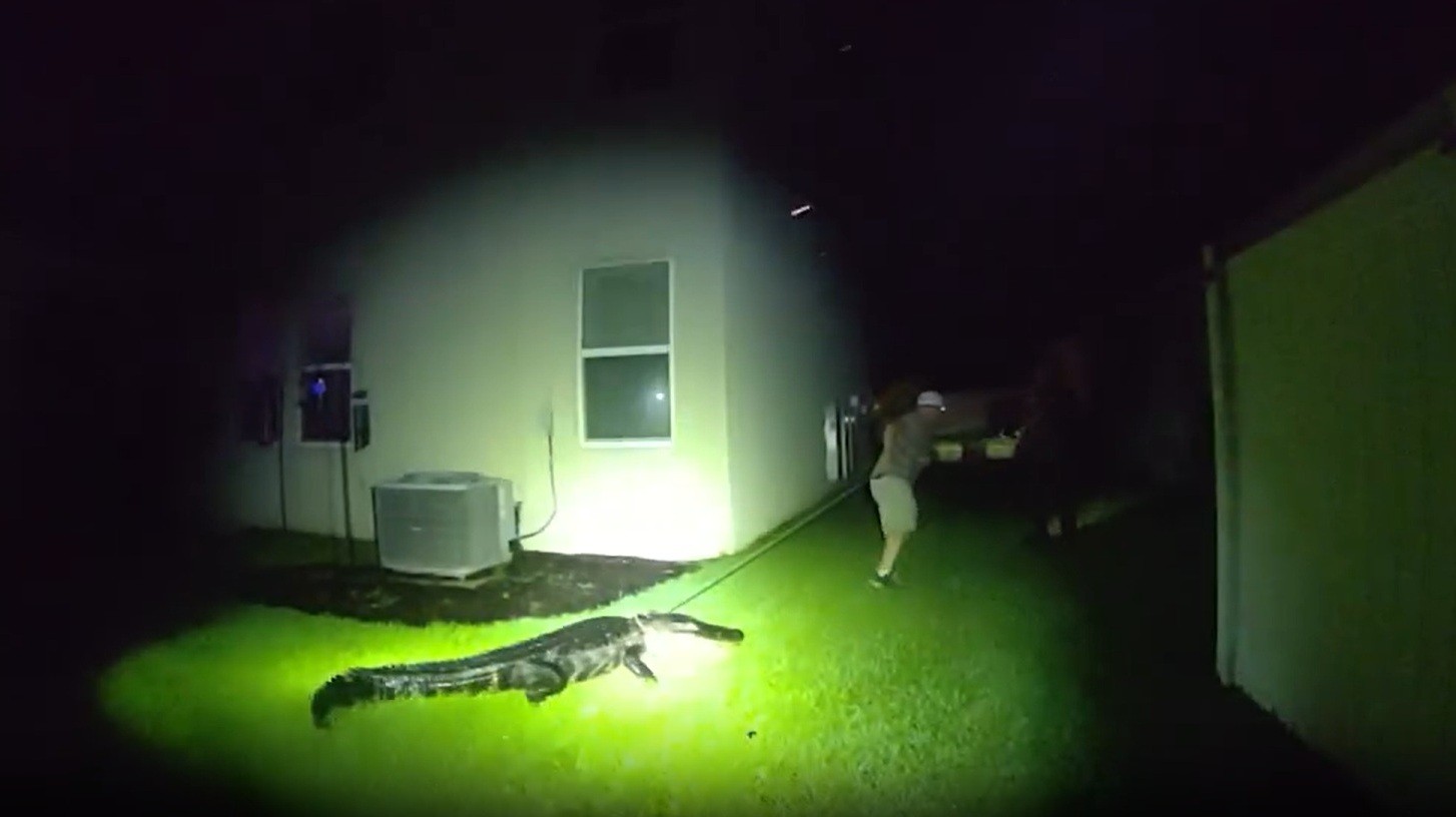 VÍDEO: Jacaré de 2,5 metros invade jardim de casa e avança contra policiais nos EUA