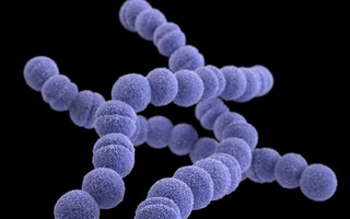 Streptococcus: entenda o que são as bactérias investigadas em mortes de crianças em São João del Rei