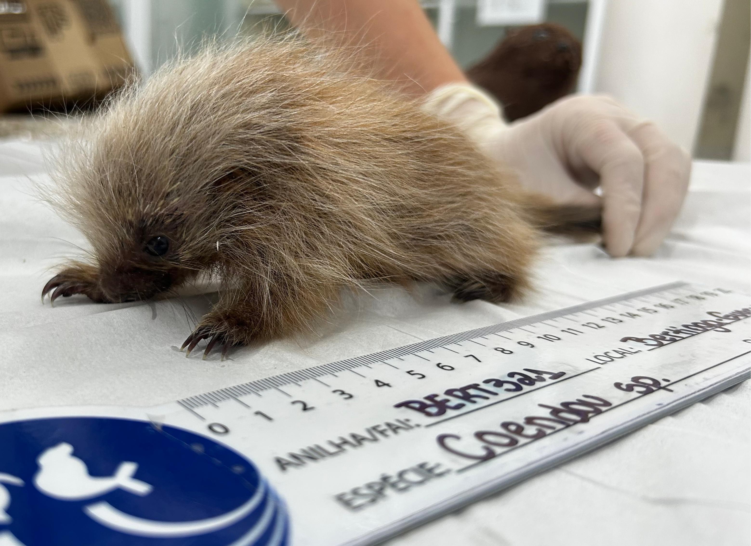 Filhote de ouriço-cacheiro é resgatado em praia e passa por reabilitação no litoral de SP; VÍDEO
