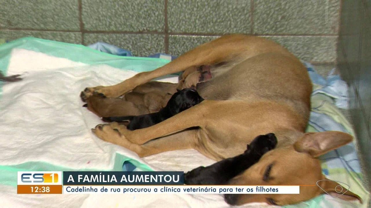 Vídeo: cadela de rua grávida 'procura' ajuda para ter filhotes em