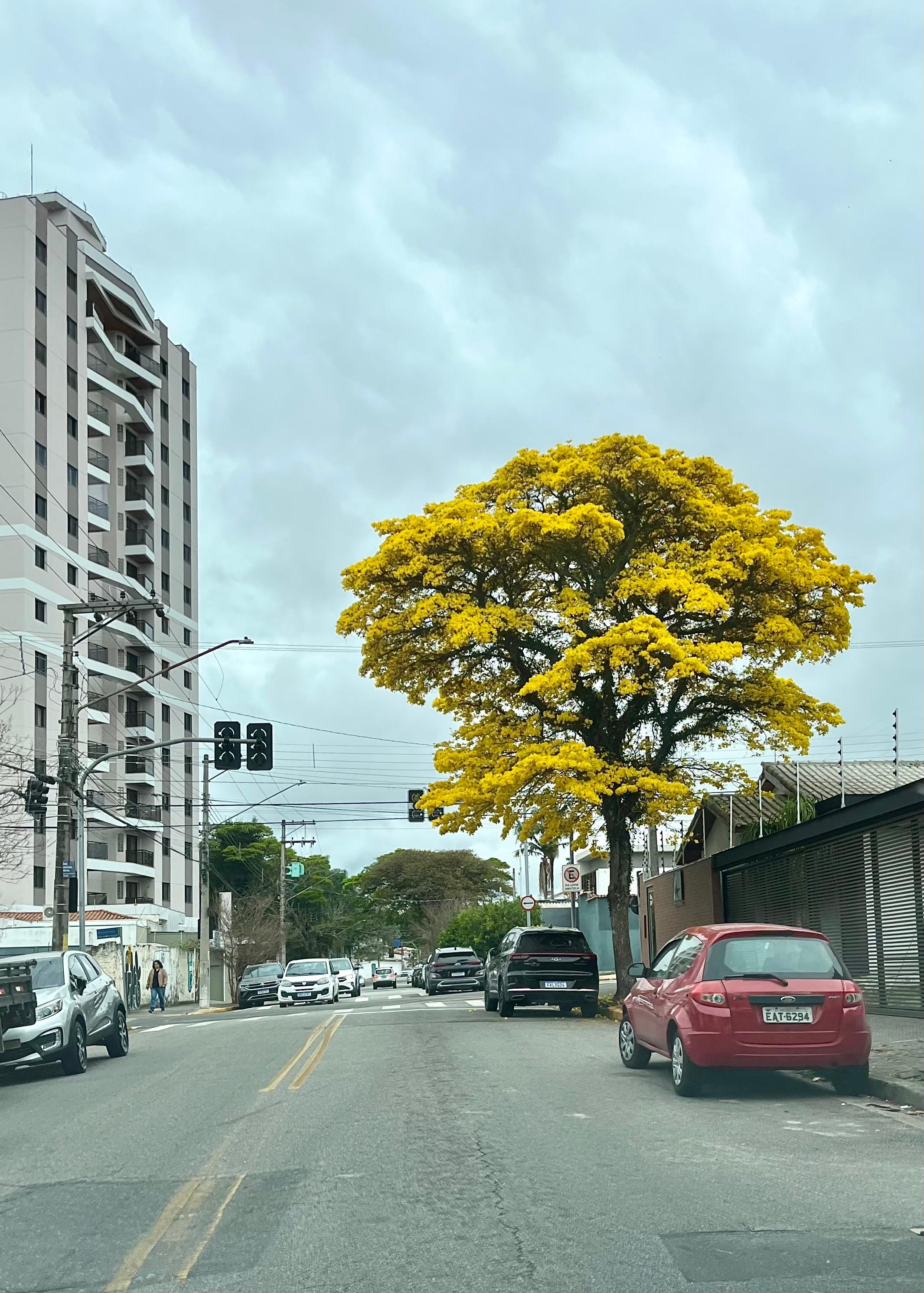 Florada dos ipês colore ruas e avenidas do Alto Tietê