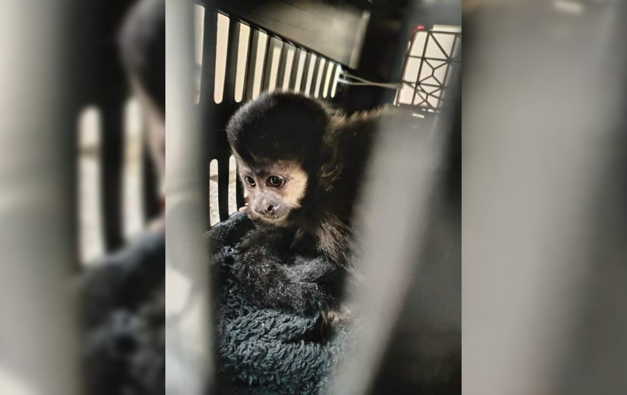 Polícia Rodoviária resgata macaco-prego escondido em caixa no assoalho de carro em rodovia no interior de SP