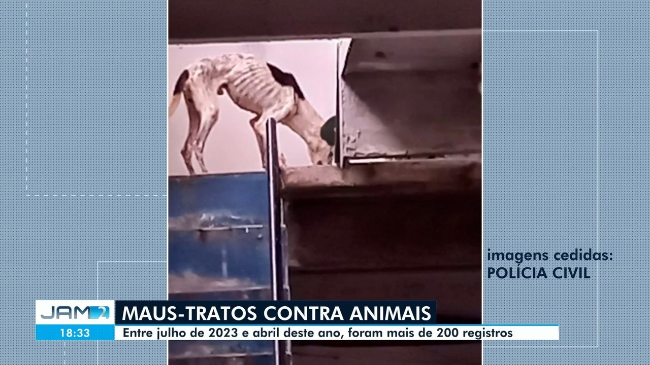 Homem é preso por matar 6 gatos e alegar que seria para 'rituais macabros' no AM, diz polícia