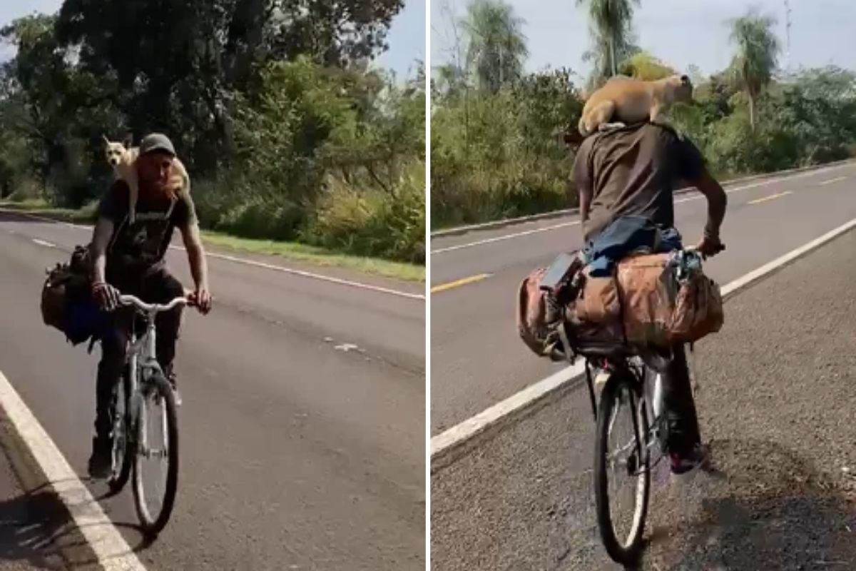 Homem viaja de bicicleta em busca de trabalho com cachorrinha nas costas por rodovias de MS; VÍDEO